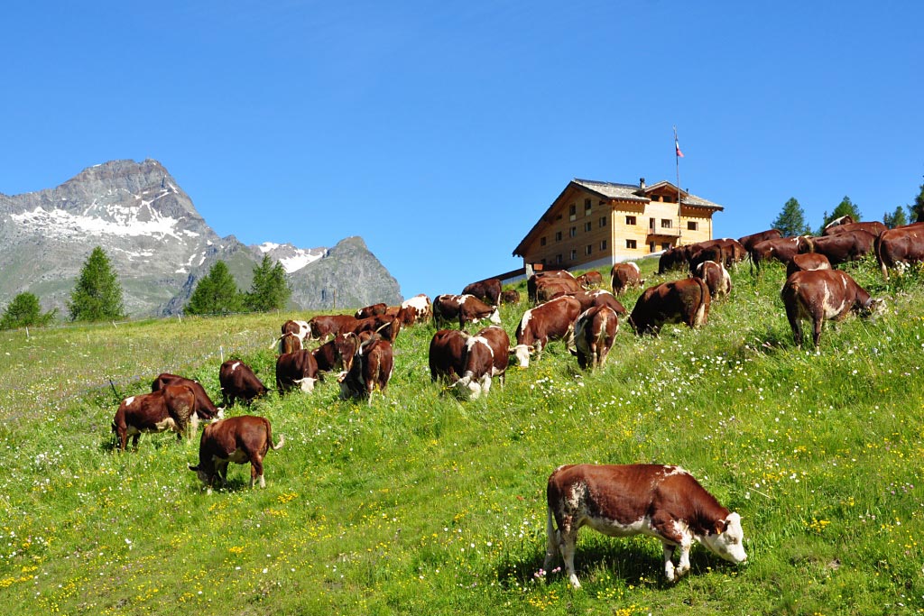 Champoluc